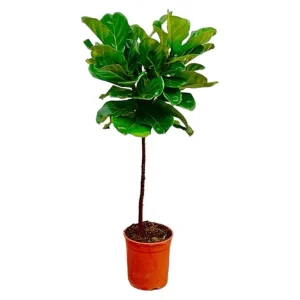 Vioolplant, Ficus Lyrata, Kamerplant