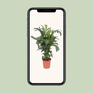 Vissenstaartpalm