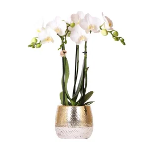 Vlinder Orchidee Amabilis in Elite Pot Gold