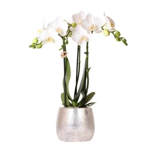 Vlinder Orchidee Amabilis, Kleur Wit, Elite Pot Silver, Bloeiende Kamerplant, Phalaenopsis Orchideeën