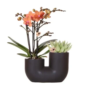 Vlinder Orchidee Bolzano +succulent in Tube Sierpot Black