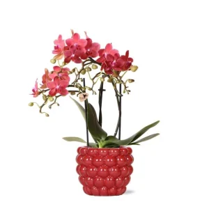Vlinder Orchidee Congo in Berry sierpot