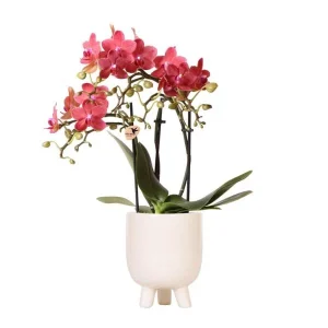 Vlinder Orchidee Congo in Gummy Pot Travertine