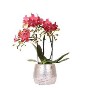 Vlinder Orchidee Congo, Kleur Rood, Elite Pot Silver, Bloeiende Kamerplant, Phalaenopsis Orchideeën