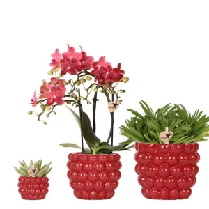 Vlinder Orchidee Congo + Succulenten in Berry Sierpot