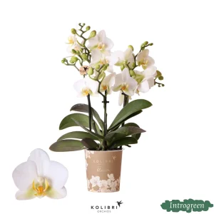 Vlinder Orchidee Lausanne, Kleur Wit, Bloeiende Kamerplant, Phalaenopsis Orchideeën