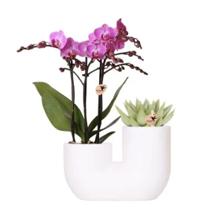 Vlinder Orchidee Vienna + Succulent in Tube Sierpot Wit