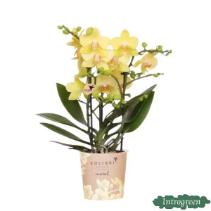 Vlinderorchidee Albenga