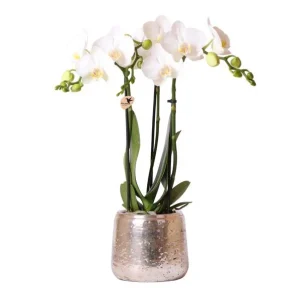 Vlinderorchidee Amabilis in Luxury Zilver Sierpot