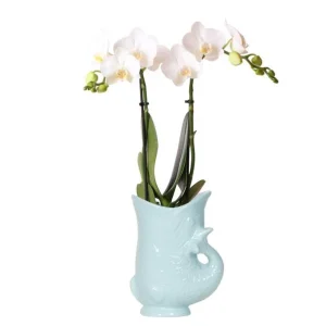 Vlinderorchidee Amabilis in Turqoise Fish Pot
