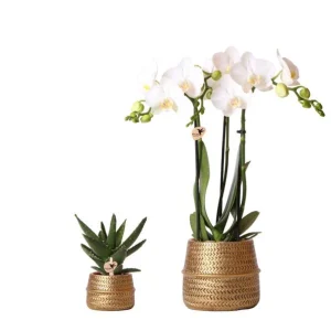 Vlinderorchidee Amabilis + Succulent in Gouden Pot