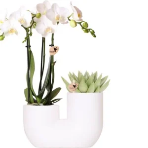 Vlinderorchidee Amabilis + Succulent in Tube Sierpot Wit