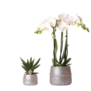 Vlinderorchidee Amabilis + Succulent In Zilveren Pot