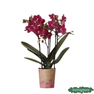 Vlinderorchidee Chamonix