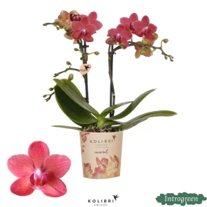 Vlinderorchidee Congo