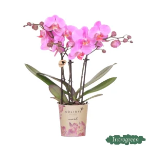 Vlinderorchidee Frederikstad
