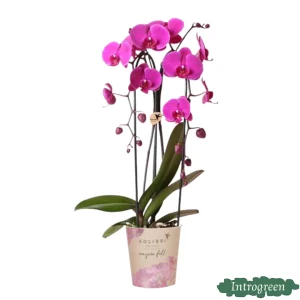 Vlinderorchidee Freeride