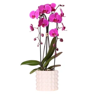 Vlinderorchidee Freeride Niagara Falls in Poppy White sierpot