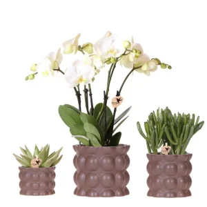 Vlinderorchidee Ghent + succulenten in Zandkleur Sierpot