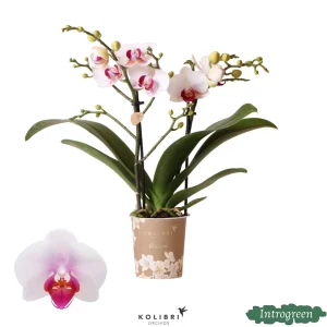 Vlinderorchidee Gibraltar