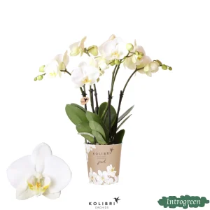 Vlinderorchidee Jewel Ghent
