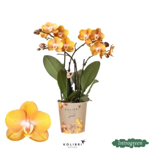 Vlinderorchidee Jewel Las Vegas