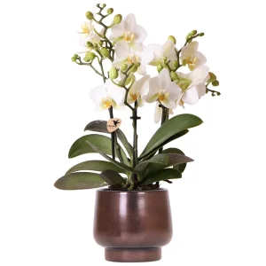 Vlinderorchidee Lausanne in Scandic Copper pot