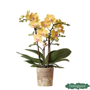 Vlinderorchidee Lima