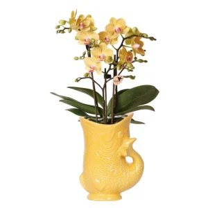 Vlinderorchidee Lima in Fish Sierpot