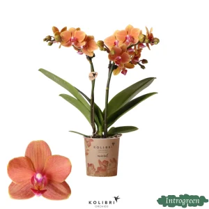 vlinderorchidee Mineral Bolzano