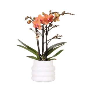 Vlinderorchidee Mineral Bolzano in Bubble Pot Wit