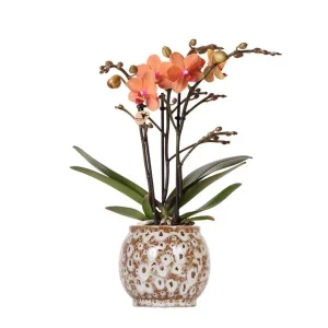 Vlinderorchidee Mineral Bolzano in Safari pot