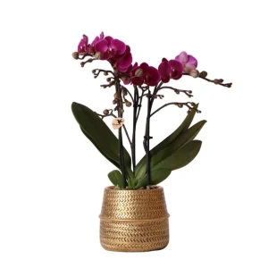 Vlinderorchidee Morelia in Goude Groove sierpot
