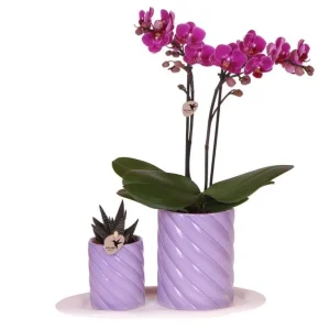 Vlinderorchidee Morelia +Succulent in Candy sierpot lila op dienblad