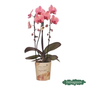Vlinderorchidee Narbonne