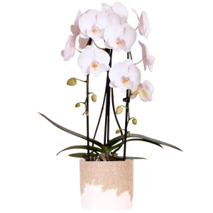 Vlinderorchidee Niagara Falls in Bloom Sand Sierpot