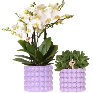 Vlinderorchidee orchidee Lausanne + Groene Plant in Poppy Paars Sierpot