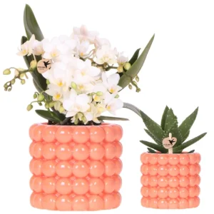 Vlinderorchidee orchidee Nazare in Poppy Oranje Sierpot