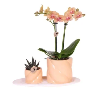 Vlinderorchidee + Succulent in Candy sierpot oranje op dienblad