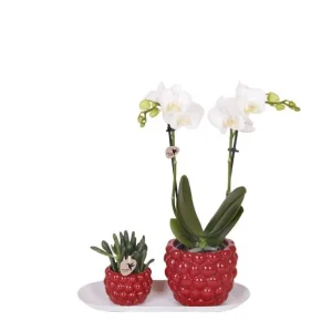 Vlinderorchidee + Succulent in Rode potop dienblad
