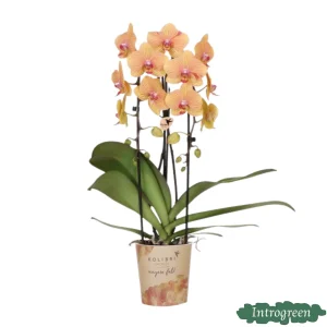 Vlinderorchidee Sunny Bunny