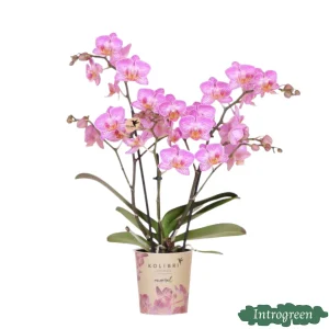 Vlinderorchidee Switzerland