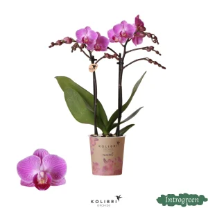 Vlinderorchidee Vienna