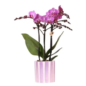 VlinderOrchidee Vienna + gestreepte Lila sierot