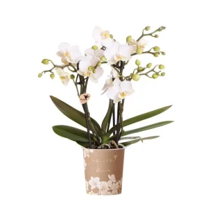 Vlinderorchidee Zürich