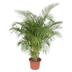 Vlinderpalm, Dypsis Lutescens voor binnen