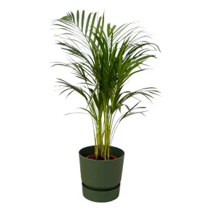 Vlinderpalm in groene pot