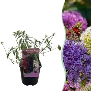 Vlinderstruik 3 kleuren