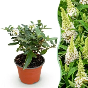 Vlinderstruik Wit