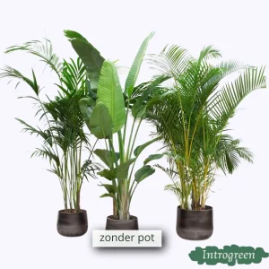 Voordeelpakket XXL - Kentia Strelitzia Nicolai Areca